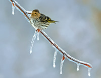 Pine Siskin