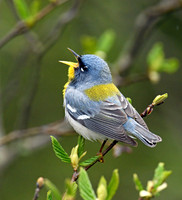 Northern Parula