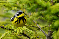 Magnolia Warbler