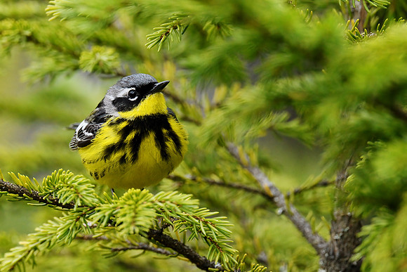 Magnolia Warbler