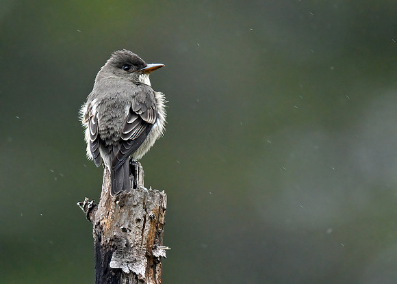 Olive-sided Flycatcher