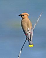 Cedar Waxwing