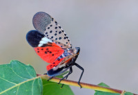 Spotted Lanternfly
