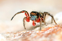 Habronatus americanus