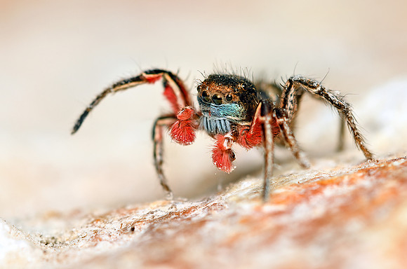 Habronatus americanus