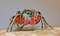 Habronatus americanus