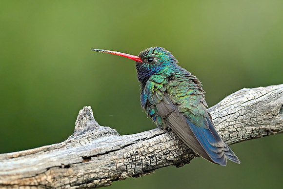 Broad-billed Hummingbird