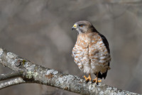 Broad-winged Hawk