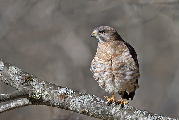 Broad-winged Hawk