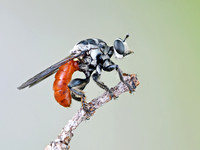 Cerotainiops abdominalis
