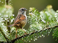 Swamp Sparrow