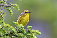 Palm Warbler
