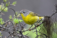 Nashville Warbler