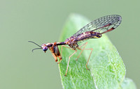 Leptomantispa pulchella