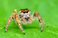 Paraphidippus aurantius