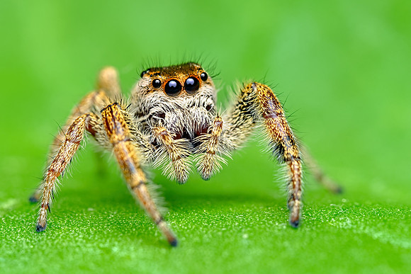 Paraphidippus aurantius