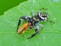 Paraphidippus aurantius