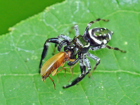 Paraphidippus aurantius