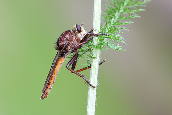 Proctacanthus rufus