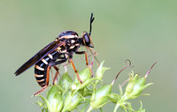 Ceraturgus fasciatus