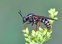 Ceraturgus fasciatus