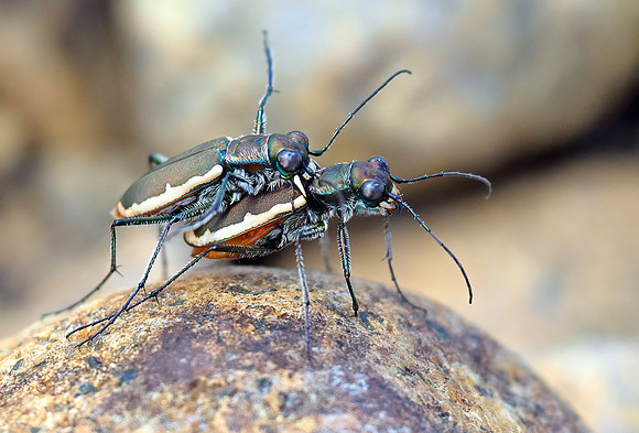 Cobblestone Tiger Beetle (Cicindelidia marginipennis)