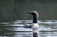Pacific Loon