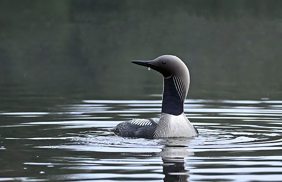 Pacific Loon