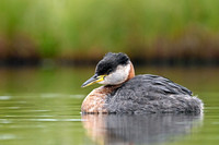 Red-necked grebe