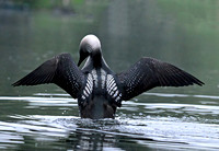 Pacific Loon 2 Anchorage Alaska