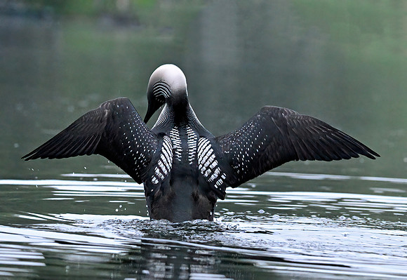 Pacific Loon 2 Anchorage Alaska