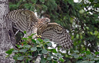 Northern Goshawk