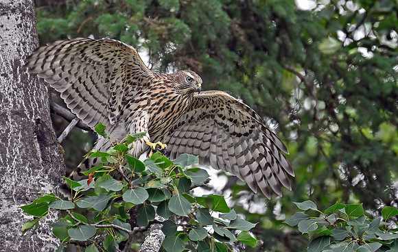 Northern Goshawk