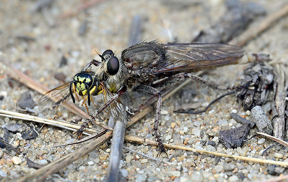 Proctacanthus philadelphicus