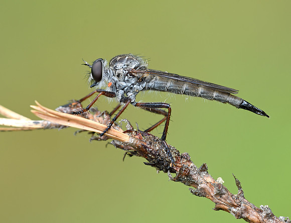 Neomochtherus piceus