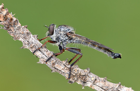 Neomochtherus piceus