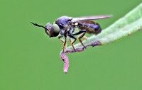 Cerotainia macrocera