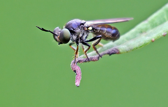 Cerotainia macrocera