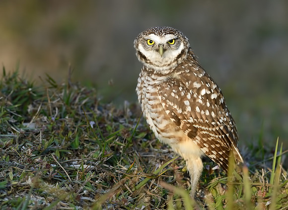 Burrowing Owl