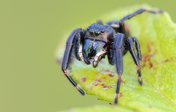Phidippus clarus