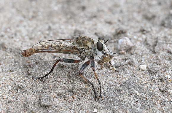 Proctacanthella cacopiliga