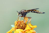 Asilus sericeus