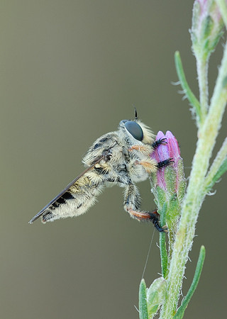 Megaphorus minutus