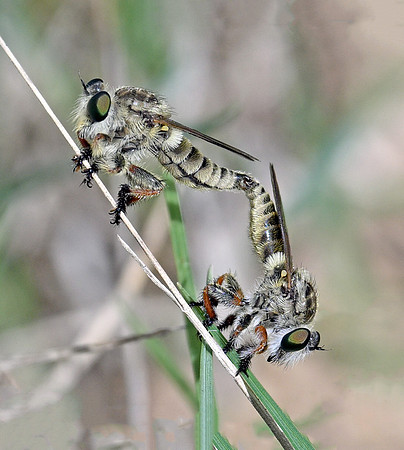 Megaphorus acrus