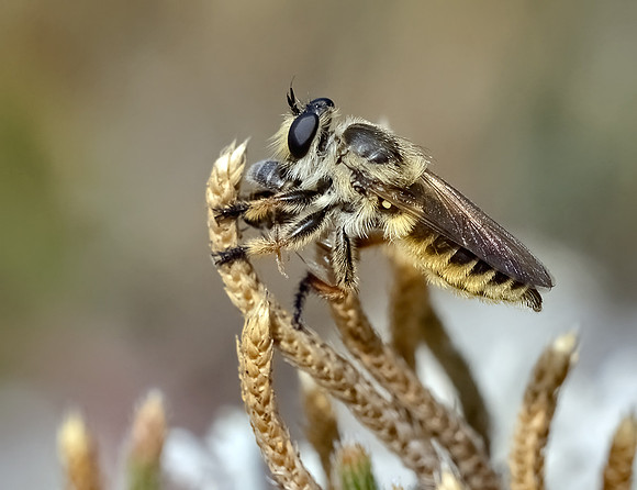 Megaphorus minutus
