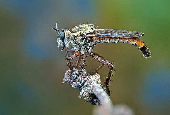 Scleropogon texanus