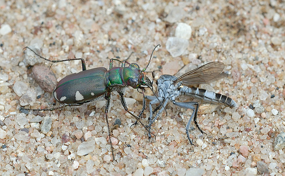 Cicindela scutellaris lecontei