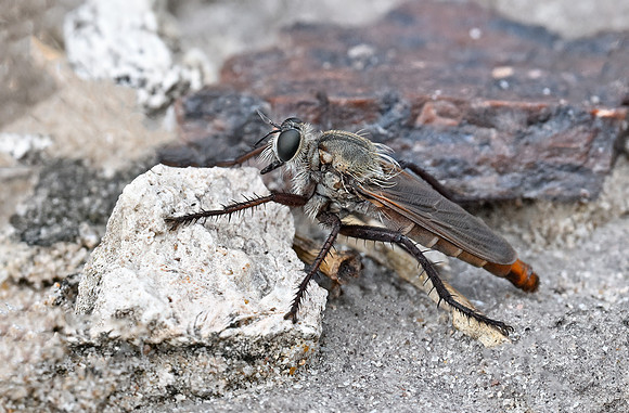 Scleropogon texanus
