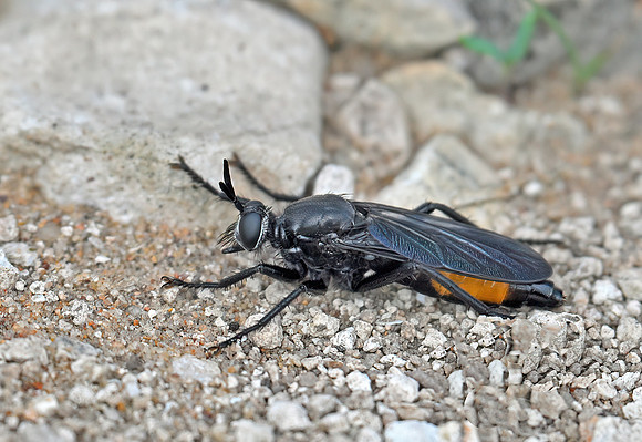 Ospriocerus aeacus