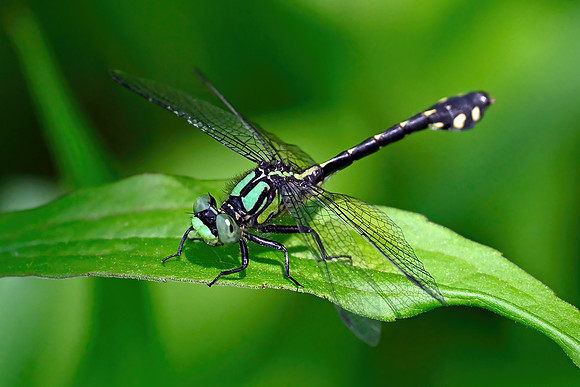 Ophiogomphus howei
